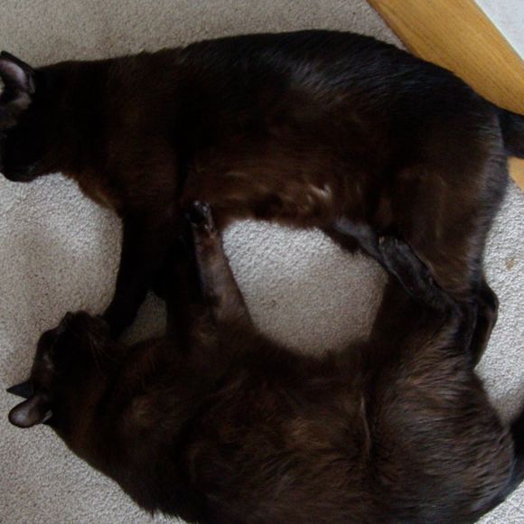 Meet your Posher, Melissa - Picture 1 of 1